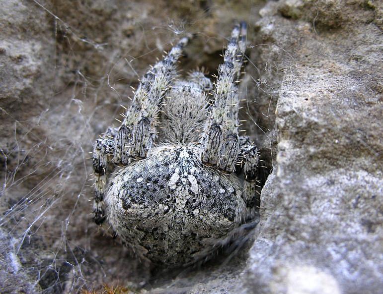 Araneus sp.